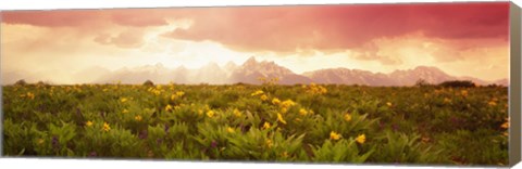 Framed Wild flowers, Grand Teton Park, Wyoming Print