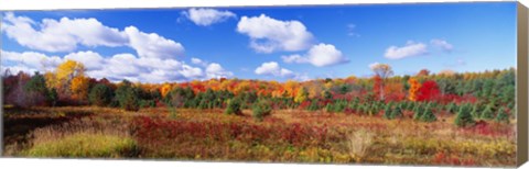 Framed Autumn Foliage, New York State, USA Print