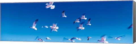 Framed Birds in flight Flagler Beach FL USA Print