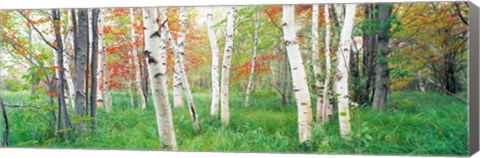 Framed Birch trees in a forest, Acadia National Park, Maine Print