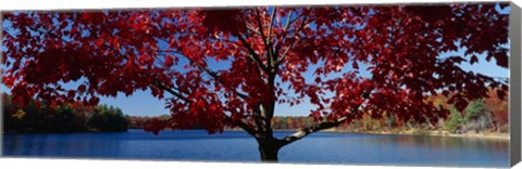 Framed Close-up of a tree, Walden Pond, Concord, Massachusetts, USA Print