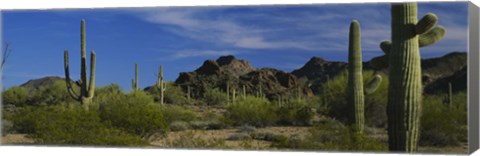 Framed Cactus plant on a landscape, Sonoran Desert, Organ Pipe Cactus National Monument, Arizona, USA Print