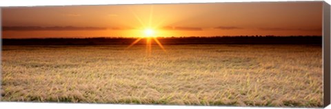 Framed Rice Field, Sacramento Valley, California, USA Print