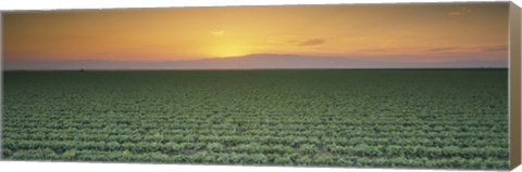 Framed High angle view of a lettuce field at sunset, Fresno, San Joaquin Valley, California, USA Print