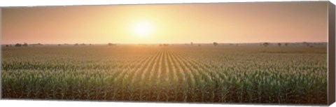 Framed View Of The Corn Field During Sunrise, Sacramento County, California, USA Print