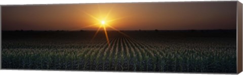 Framed Sunrise, Crops, Farm, Sacramento, California, USA Print