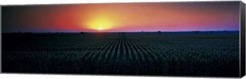 Framed Corn field at sunrise Sacramento Co CA USA Print