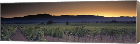 Framed Vineyards on a landscape, Napa Valley, California, USA Print