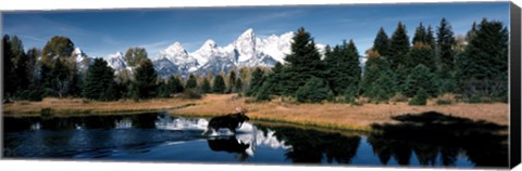 Framed Moose &amp; Beaver Pond Grand Teton National Park WY USA Print