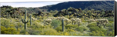 Framed Saguaro cactus (Carnegiea gigantea) in a field, Sonoran Desert, Arizona, USA Print