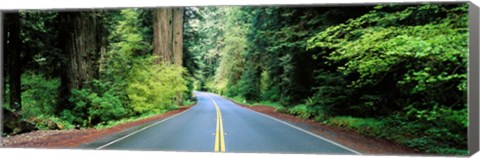 Framed Road passing through a forest, Prairie Creek Redwoods State Park, California, USA Print