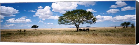 Framed Elephants, Kenya, Africa Print