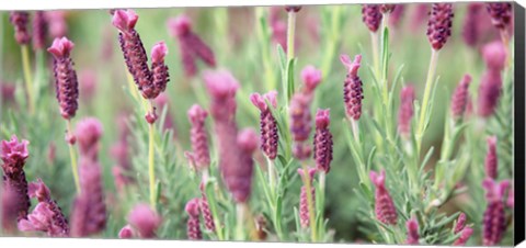 Framed High angle view of Italian Lavender Print