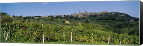 Framed Low Angle View Of A Vineyard, San Gimignano, Tuscany, Italy Print