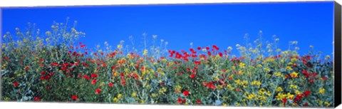 Framed Poppy field Tableland N Germany Print