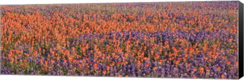 Framed Texas Bluebonnets and Indian Paintbrushes in a field, Texas, USA Print