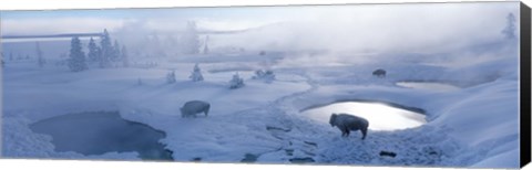 Framed Bison West Thumb Geyser Basin Yellowstone National Park, Wyoming, USA Print