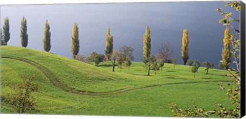 Framed Switzerland, Lake Zug, View of a row of Poplar Trees Print