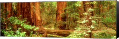 Framed Muir Woods, Trees, National Park, Redwoods, California Print