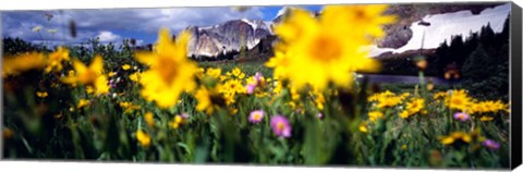 Framed Daisies, Flowers, Field, Mountain Landscape, Snowy Mountain Range, Wyoming, USA, United States Print