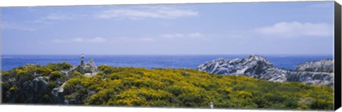 Framed Sea gulls perching on rocks, Point Lobos State Reserve, Bird Island, California, USA Print