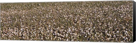 Framed High angle view of a cotton field, Fresno, San Joaquin Valley, California, USA Print