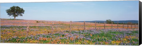 Framed Texas Bluebonnets And Indian Paintbrushes In A Field, Texas Hill Country, Texas, USA Print