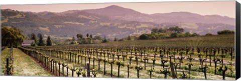 Framed Vineyard on a landscape, Asti, California, USA Print