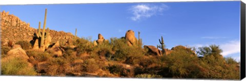 Framed Saguaro Cactus, Sonoran Desert, Arizona, United States Print