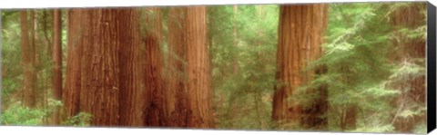 Framed Redwood Trees, Muir Woods, California, USA, Print