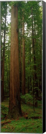 Framed Giant Redwood Trees Ave of the Giants Redwood National Park Northern CA Print