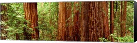 Framed Redwoods Muir Woods CA USA Print