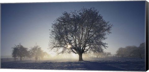 Framed Cherry Tree in Snow, Aargau, Switzerland Print