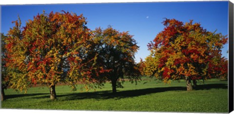 Framed Pear trees in a field, Swiss Midlands, Switzerland Print