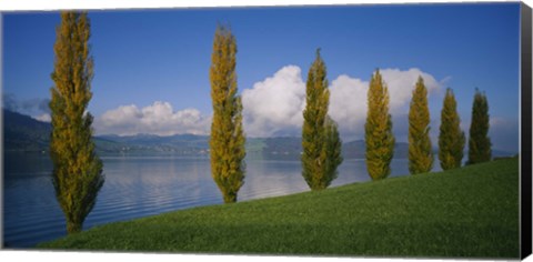 Framed Row of poplar trees along a lake, Lake Zug, Switzerland Print