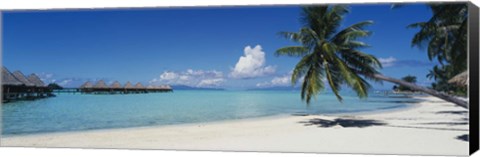 Framed Palm Tree On The Beach, Moana Beach, Bora Bora, Tahiti, French Polynesia Print