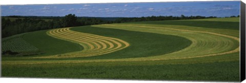 Framed Curving crops in a field, Illinois, USA Print