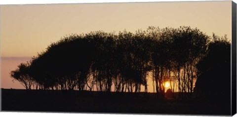 Framed Silhouette of trees, California, USA Print