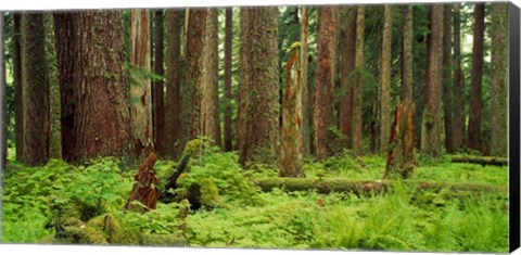 Framed Forest floor Olympic National Park WA USA Print