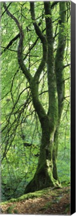 Framed Moss Growing on a Beech Tree, Perthshire, Scotland Print