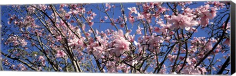 Framed Magnolias, Golden Gate Park, San Francisco, California, USA Print