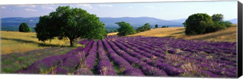 Framed Flowers In Field, Lavender Field, La Drome Provence, France Print