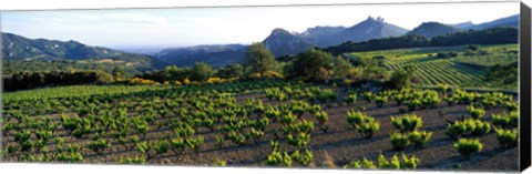 Framed Vineyard Dentelles de Montmirail Vaucluse Provence France Print