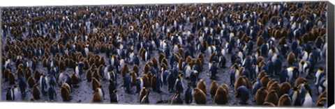 Framed King Penguin Colony Salisbury Plain South Georgia Sub-Antartic Print