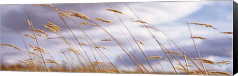 Framed Wheat Stalks Blowing, Crops, Field, Open Space Print