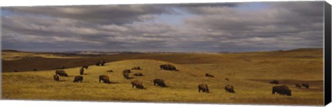 Framed High angle view of buffaloes grazing on a landscape, North Dakota, USA Print