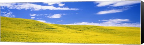 Framed Canola Fields, Washington State, USA Print