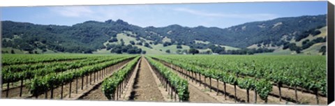 Framed Rows of vine in a vineyard, Hopland, California Print