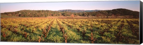 Framed Vineyard in Hopland, California Print