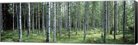 Framed White Birches Aulanko National Park Finland Print